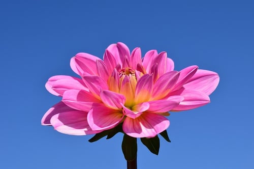 dahlia-1627138_640.jpg dahlia-1627138_640.jpg
