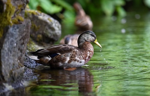 If it looks like a duck... If it looks like a duck...