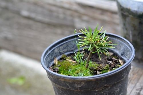 seedling-887713_640.jpg seedling-887713_640.jpg